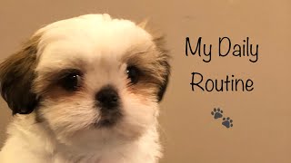 A Day in My Life  Shih Tzu Puppy [upl. by Norrab]