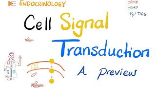 Cell Signal Transduction  A Preview  Endocrinology Series [upl. by Fidelio650]