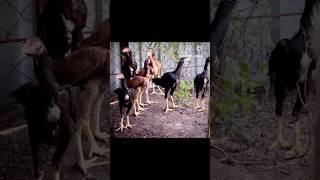 tamil fightermurgha aseel dogkennel viralvideo trending indianpets [upl. by Ruthanne]