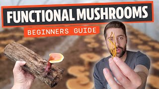 Functional Mushrooms Ultimate Beginners Guide [upl. by Asilanna]