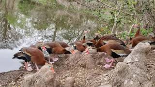 Black Bellied Whistling Ducks Fighting [upl. by Etiragram]