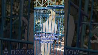 A non stop bird show every year every month and even every Sunday at the Malibagh park [upl. by Breanne]