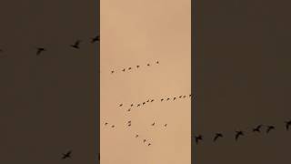 Pink footed geese evening flight [upl. by Sidon]