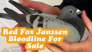 Red Fox Janssen Racing Pigeon Bloodline For Sale In M And C Pigeons Auction [upl. by Ahsaercal]