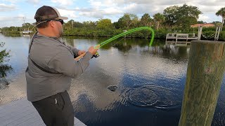 INSANE Florida Mangrove Fishing Brackish Water [upl. by Alvord]