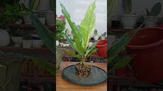 Repotting Anthurium foliage quotwhite seriesquot plantcare [upl. by Jacquette35]