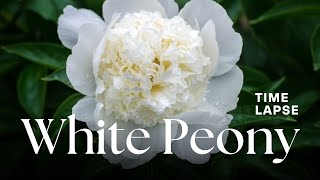 White Peony Flowers Blooming Timelapse [upl. by Latnahc]