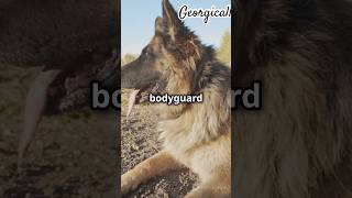 3 Brave Facts About the Caucasian Shepherd Dog [upl. by Legna618]