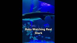 Baby watching real Shark fakieh aquarium fish [upl. by Einal]