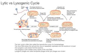 Lytic vs Lysogenic Cycle [upl. by Nesbitt]