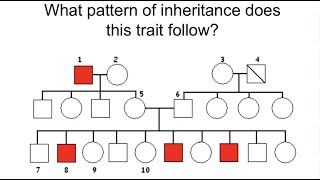 How to analyze Pedigree Charts [upl. by Eillod]