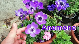 How to Grow and Care Anemone Flowers [upl. by Balbur]