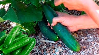 Como Y Cuando Cosechar Pepino  Cultivo Del Pepino  La Huertina De Toni [upl. by Eninnaej55]