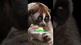 The Secret Life of Slow Lorises Natures Cutest Primate SlowLoris CuteAnimals PrimateLife [upl. by Athal]