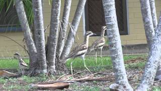 Baby Curlew with parents [upl. by Adnak]