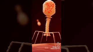 bacteriophage bacteriophagescience [upl. by Oicirtap817]