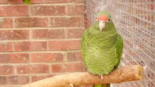 THE FASHIONABLE PARROTS of WINGHAM WILDLIFE PARK [upl. by Paquito]