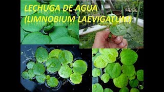 Hablemos sobre la limnobium laevigatum Lechuga de agua [upl. by Asalocin]