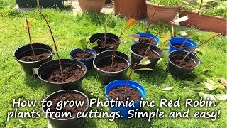 How to grow and root Photinia plants including Red Robin from cuttings [upl. by Akemet]