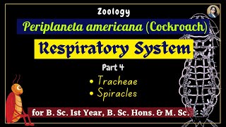 Periplaneta americana cockroach  Respiratory System  Part 4  Zoology  B Sc Ist Year [upl. by Evers]