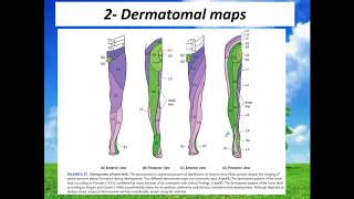 Dermatomes of lower limb Neuroanatomy 46 [upl. by Greenwood962]