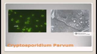 Drinking Water Total Coliform and Cryptosporidium Parvum [upl. by Eerak397]