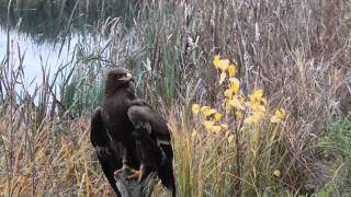 Greifvögel und Eulen in Thüringen [upl. by Aical]