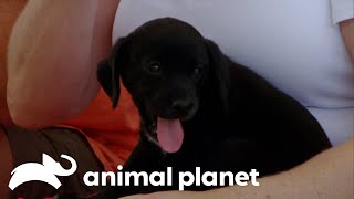 Adorable Puppy Breaks Rescue Dog Out of Her Shell  Pit Bulls amp Parolees  Animal Planet [upl. by Lladnek]