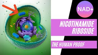 Nicotinamide Riboside The Human Proof [upl. by Any]