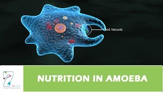 NUTRITION IN AMOEBA [upl. by Barnaby72]