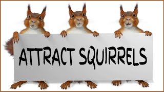 Noise To Attract amp Call Squirrels  GUARANTEED [upl. by Ahsimed]