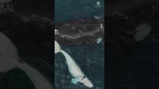 Rare albino whale sighting off coast of Northern Patagonia [upl. by Anal]