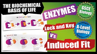 ENZYMES BASICS Edexcel 91 GCSE Biology Topic 1 Key Concepts in Biology [upl. by Ellehcsar]