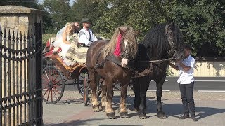 Nunta in Bucovina  Caleasca cu cai  Ilie Hutan 2017 [upl. by Delaney118]