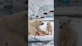 A heartfelt tale of a bear cub seeking a sailors help to save its gravely injured motherpolarbear [upl. by Ztnarf]