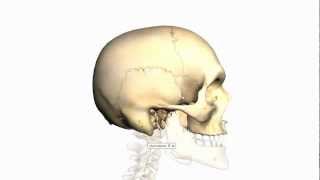 Skull Tutorial 3  Sutures of the skull  Anatomy Tutorial [upl. by Valenta74]