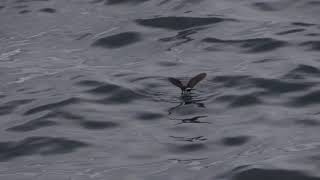 European Stormpetrels Scilly North Atlantic August 2018 [upl. by Eelnyl]