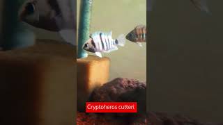 Cryptoheros cutteri cichlid cichlids aquarium fishtank acuarofilia aquariumhobby aquariumfish [upl. by Nuahsyar]