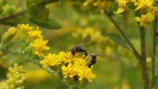 Mating behavior of Masked Bee Hylaeus [upl. by Dorsey]