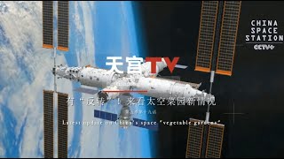 Tiangong TV｜Latest update on Chinas space quotvegetable gardensquot [upl. by Elicec]