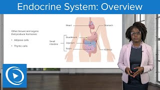 Endocrine System Overview – Physiology  Lecturio Nursing [upl. by Oderfigis]