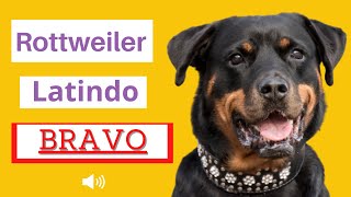 Rottweiler Latindo Bravo  Latindo Alto [upl. by Nisbet]