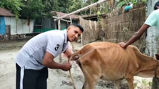 How to do artificial insemination for cow cowai artificialinsemination animallover90M [upl. by Adnolor549]