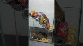 A more humane way to trap mice that is easy to do at home mousetrap rat rattrap shorts [upl. by Ricardo]