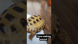 Trunky the Horsefield Tortoise walking around shorts short cute pets japan korea [upl. by Idisahc]