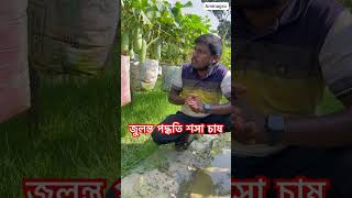 জুলন্ত পদ্ধতিতে শসা চাষ [upl. by Ernesta]