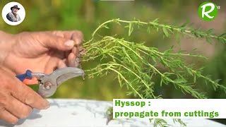 Hyssop Hyssopus officinalis  Propagation through cuttings [upl. by Ajroj]