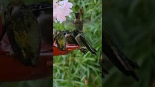 The Hummingbirds Quest – highlighting their constant search for nectar [upl. by Anair]