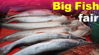 বড় মাছের মেলা  Big Fish fair  big fish [upl. by Oinesra465]