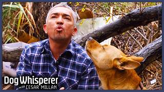 2 Hours Of Dog Whisperer With Cesar Millan Full Episodes Season 9  Compilation [upl. by Atnuahc641]